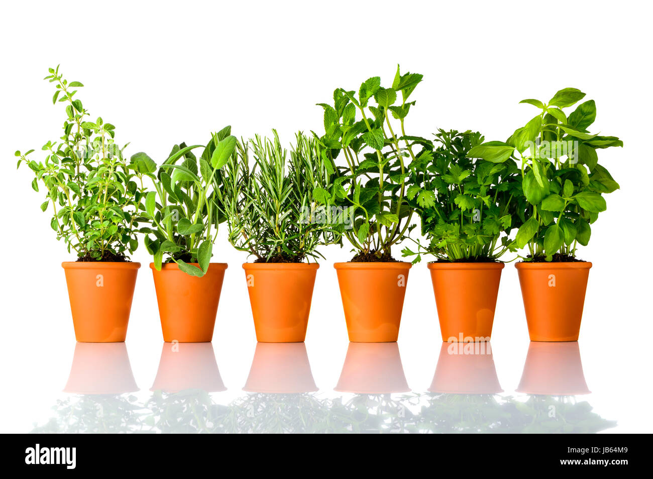 Different Culinary Herbs Growing in Pottery Pots on White Background. Oregano, Sage, Rosemary, mint, Parsley and Basil, each in separate Pot Stock Photo