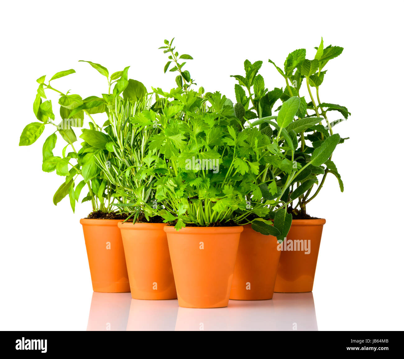 Culinary Green Herbs Growing in Pottery Pots on White Background. Parsley, Rosemary, Sage and basil Stock Photo