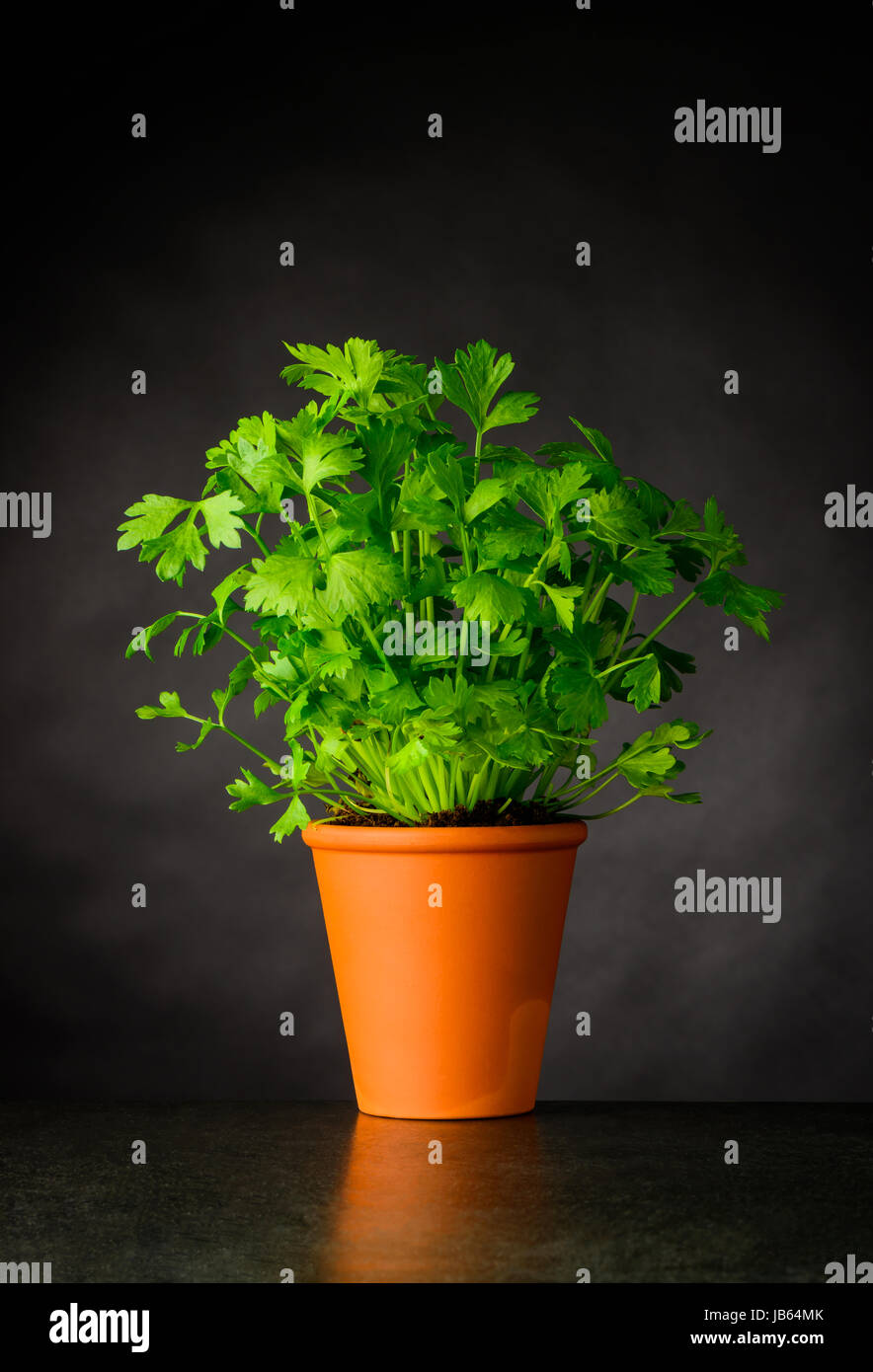 Parsley Plant Growing from Pottery Pot. Culinary Green Herb Stock Photo