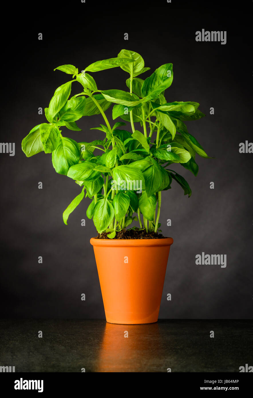 Green Organic Basil Plant Growing in Pottery Pot. Culinary Herb. Stock Photo