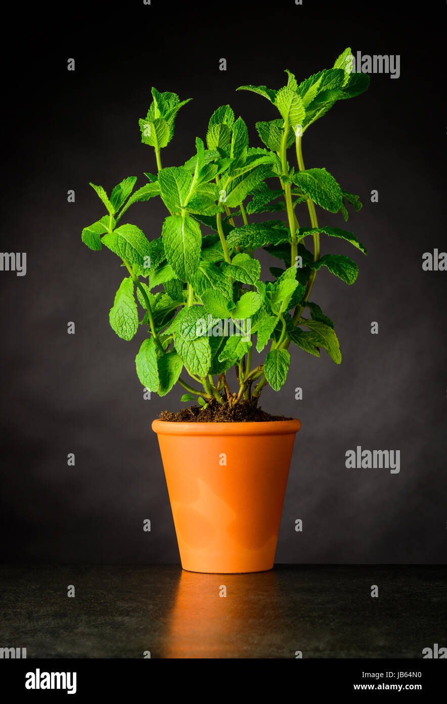 Fresh Mint Plant Growing in Pottery Pot on Dark Background Stock Photo ...