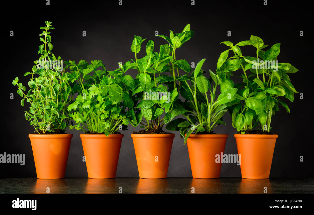 Green Herbs in Pottery Pots. Culinary Oregano, Parsley, Mint, Sage and Basil Growing. Stock Photo
