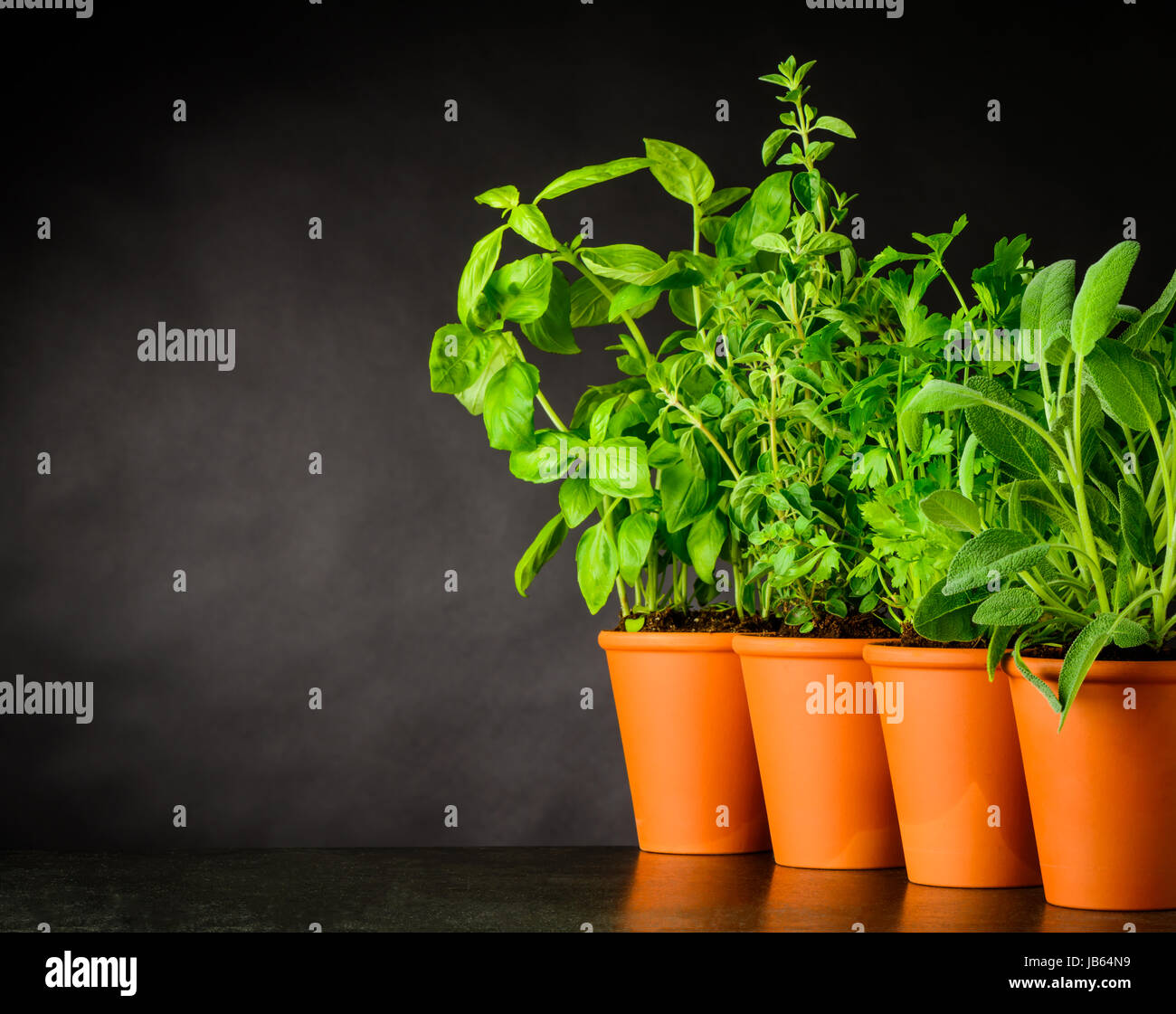 Green Herbs Growing in Pottery Pots with Copy Space Text Area Stock ...