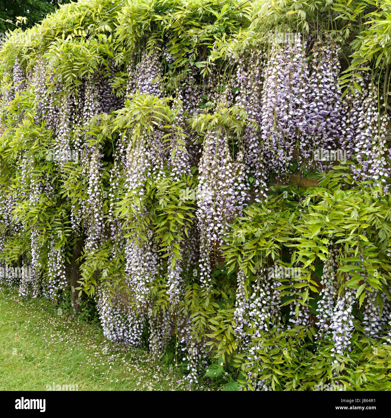 Wisteria bloom hires stock photography and images Alamy