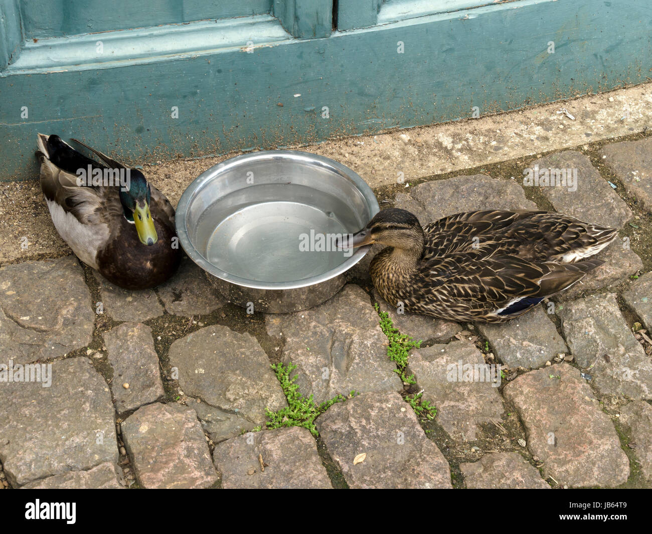 Mallard duck and drake sitting on cobblestones by a dog's metal water bowl. Stock Photo