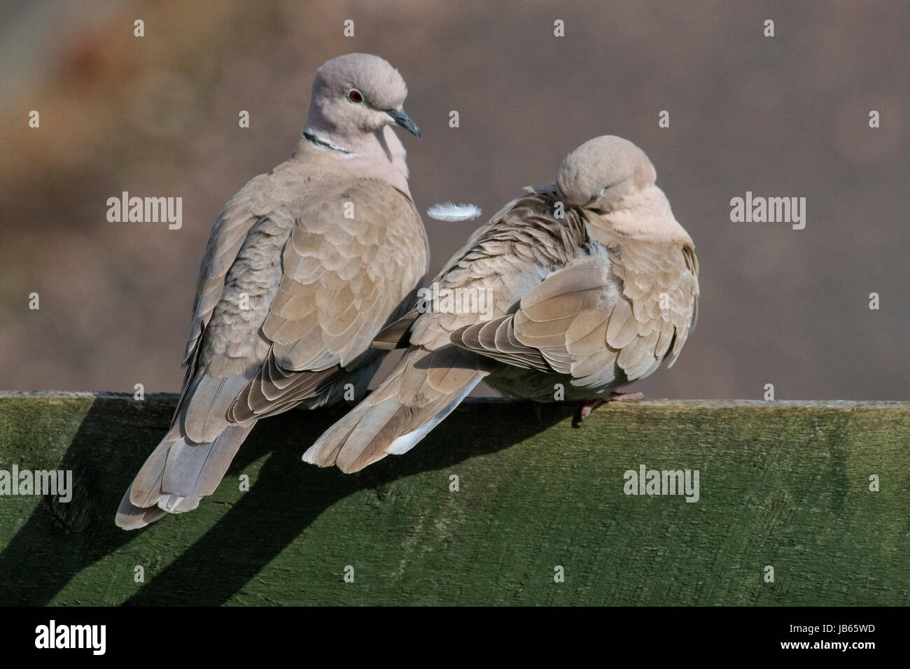 Collared dove female hires stock photography and images Alamy