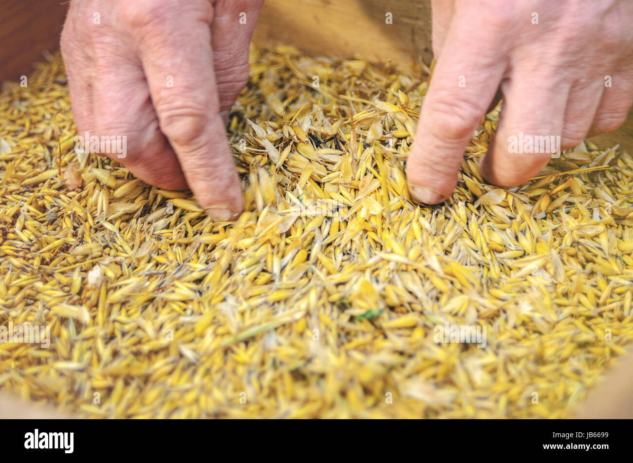 Sifting grain through sieve hi-res stock photography and images - Alamy