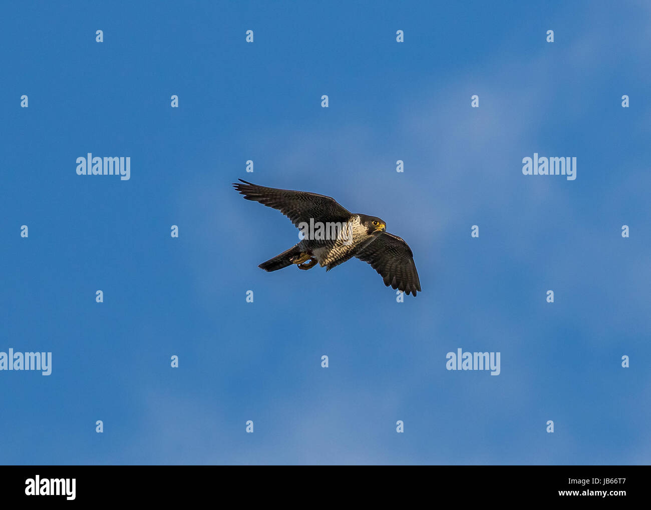 Peregrine Falcon Stock Photo