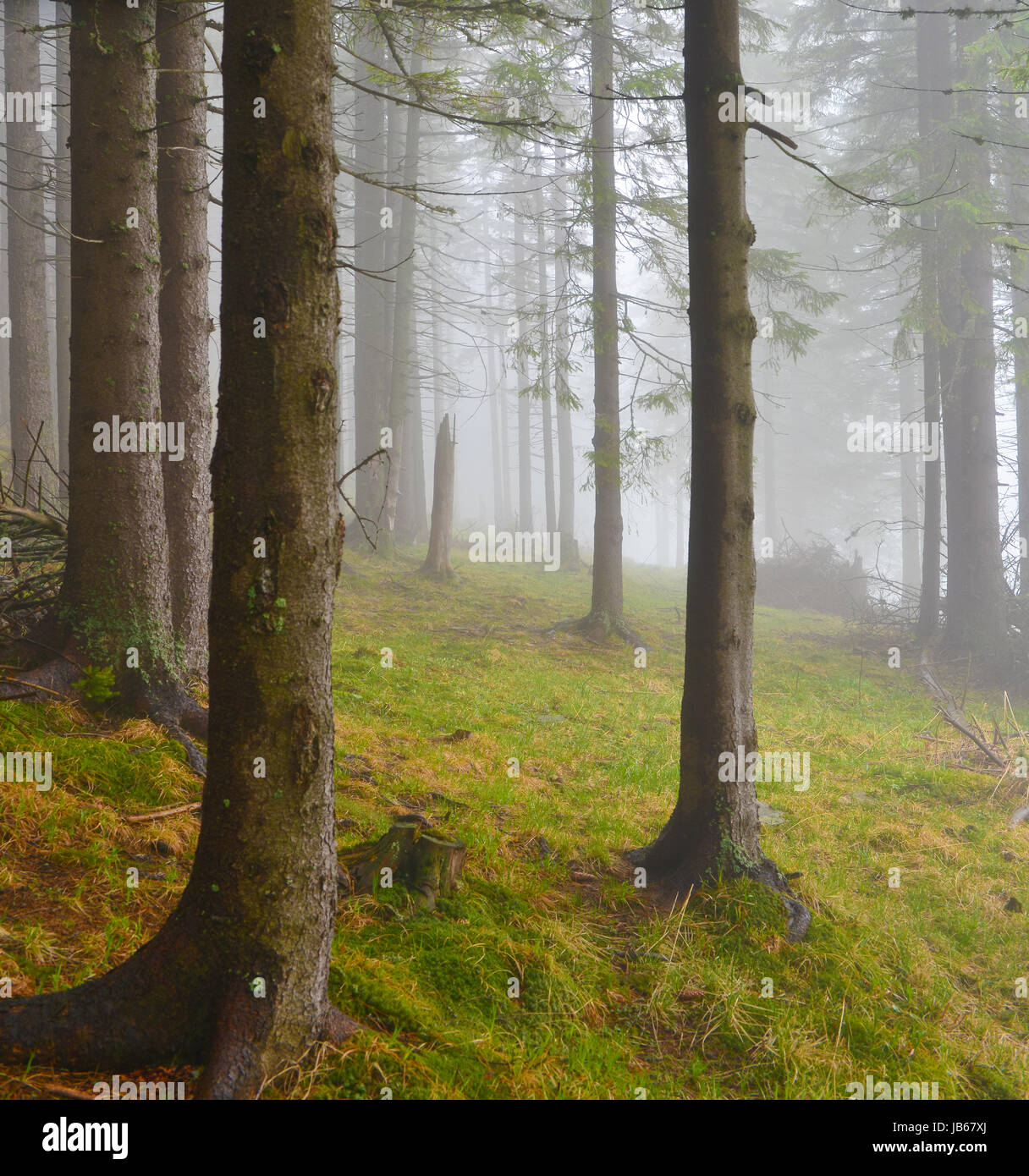 Foggy day hi-res stock photography and images - Alamy