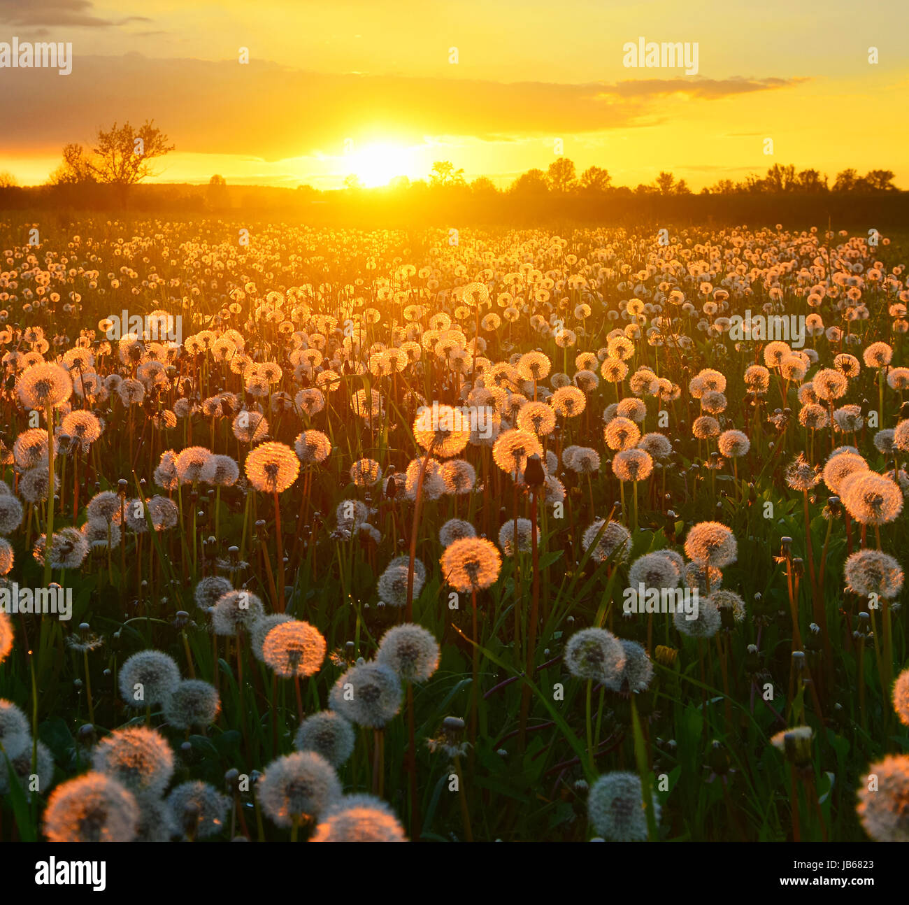 Dandelions are not weeds hires stock photography and images Alamy