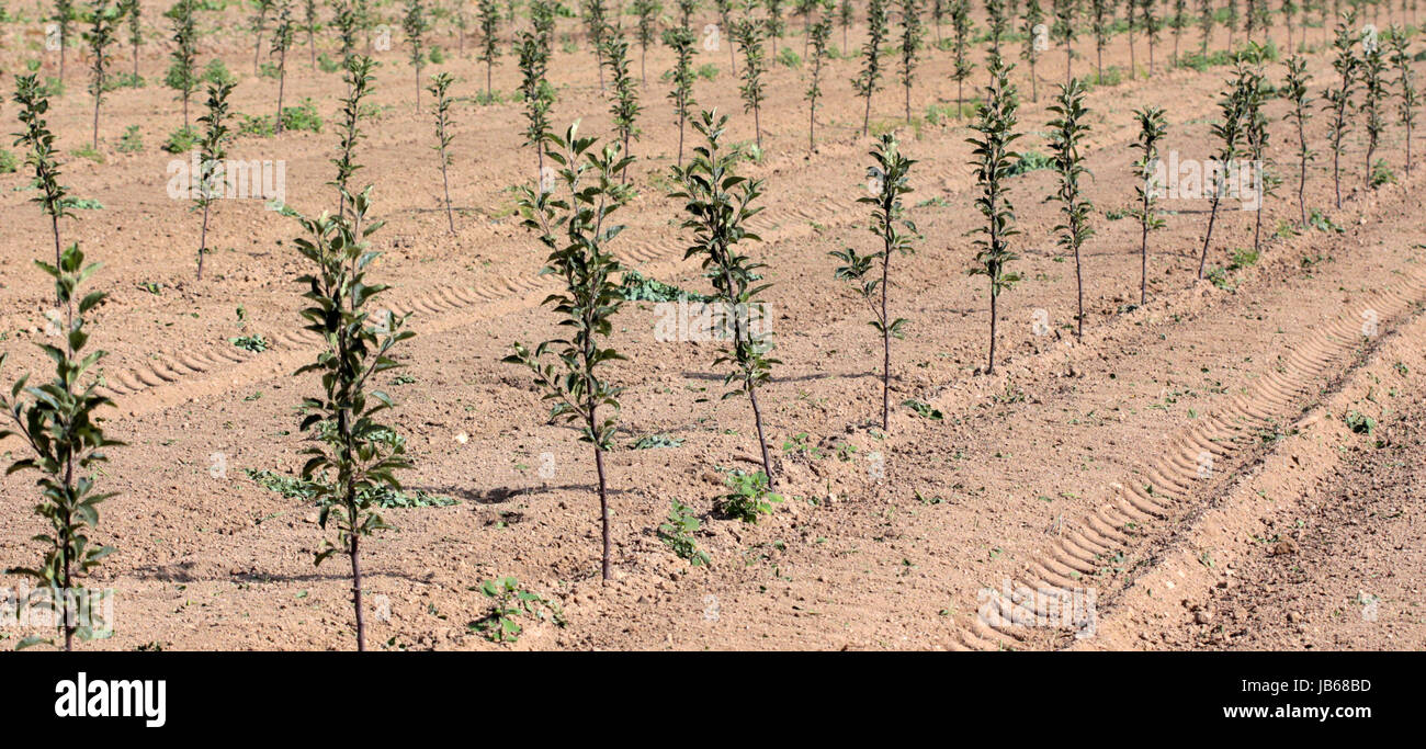 Apple trees planted on hi-res stock photography and images - Alamy