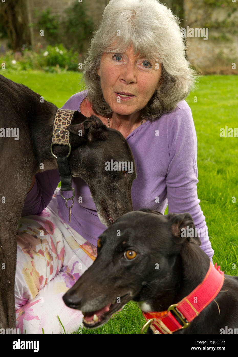 Jilly Cooper at her home in Gloucestershire with greyhounds 'bluebell' (red collar) and 'Feather', showing her pets cemetary and a wall of photographs Stock Photo