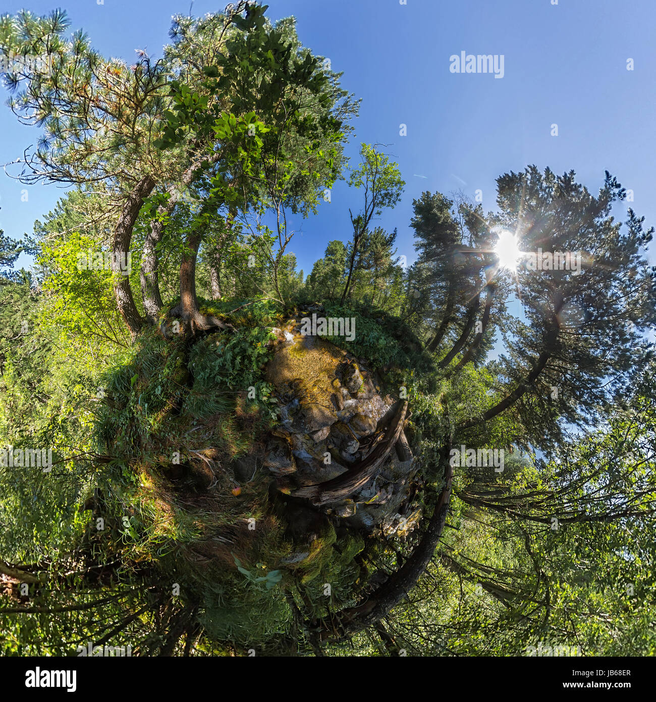 Forest tree 360 hi-res stock photography and images - Alamy
