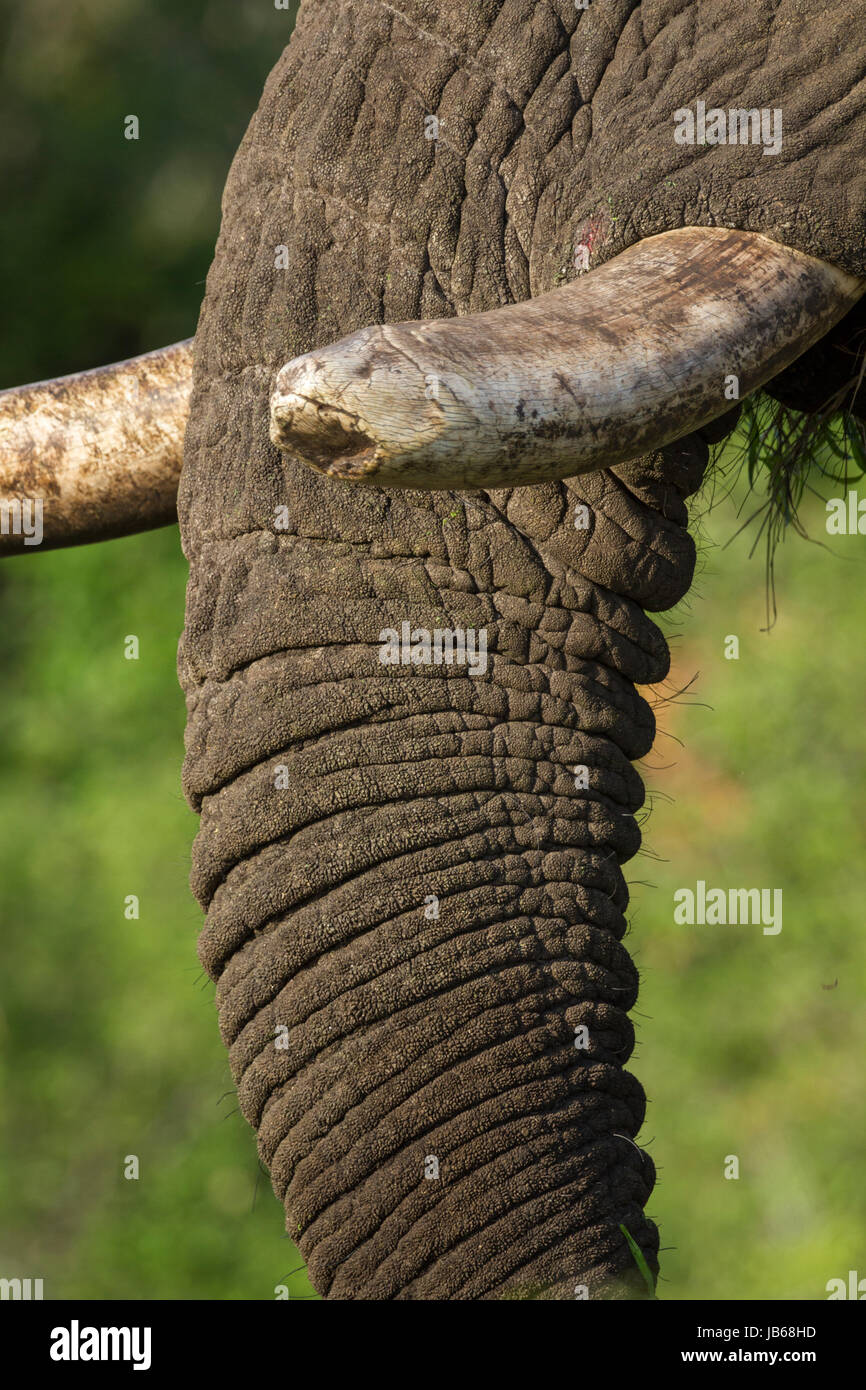 African Elephant (Loxodonta africana) or African Bush Elephant Stock Photo