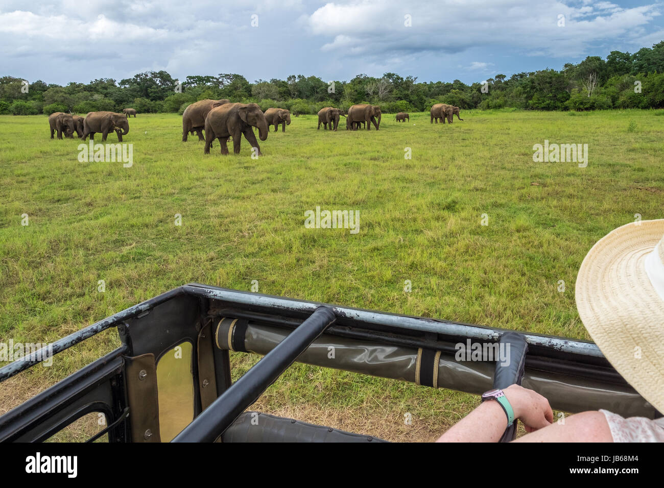 A woman watches elephants in the Minneriya National Park, Sri Lanka from a jeep Stock Photo