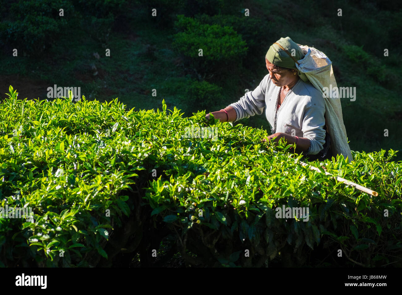 Lady picking tea leaves, Sri Lanka Stock Photo