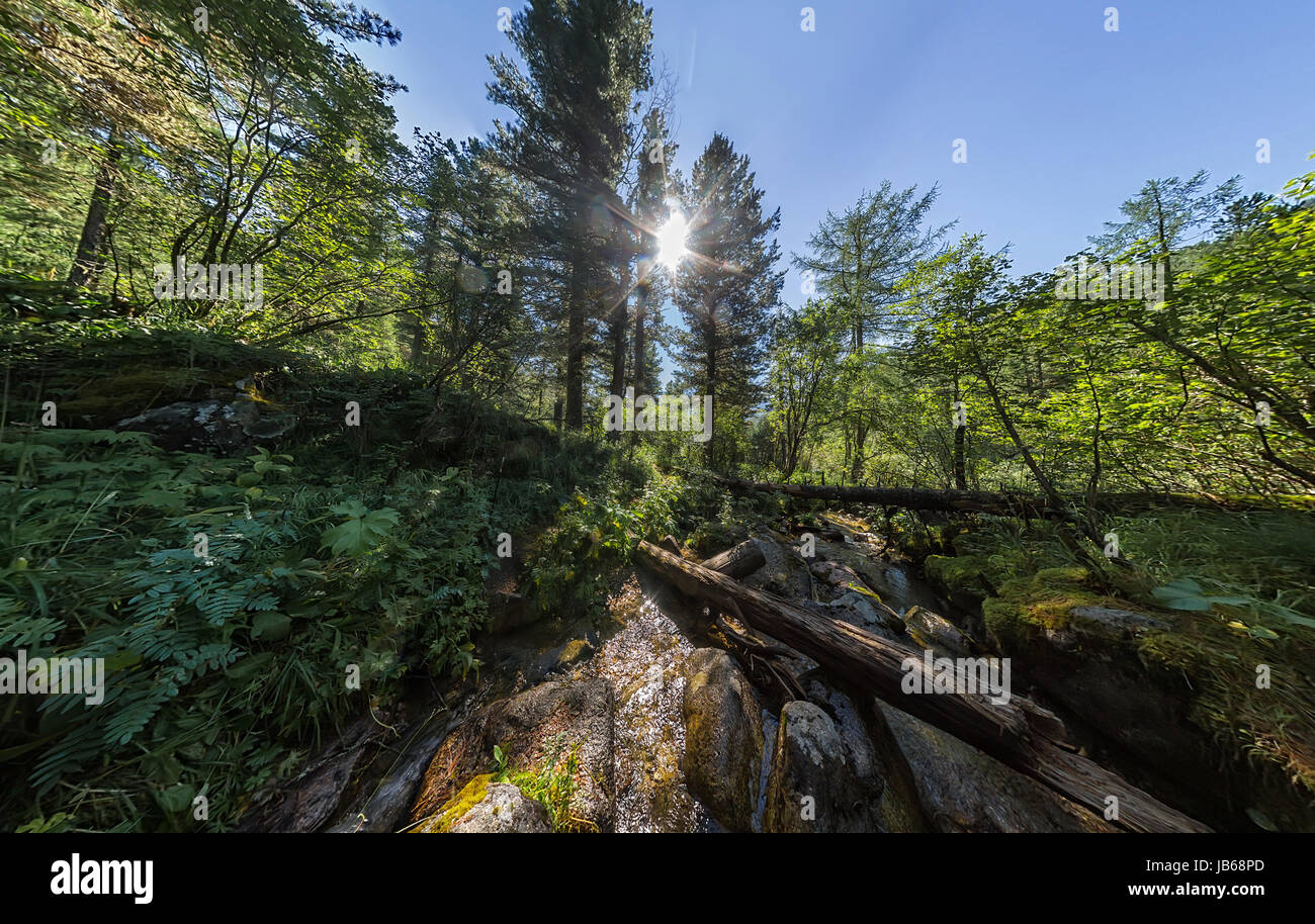 Creek in the fairy forest wide-angle panorama polar distortion Stock ...