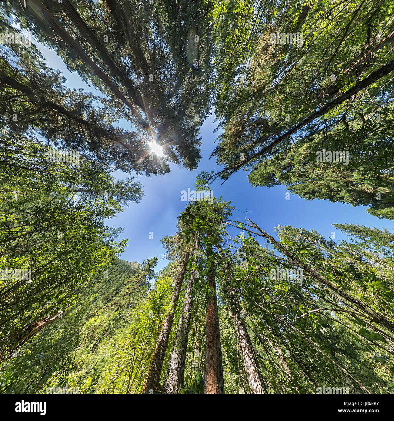 Coniferous forest summer aerial hi-res stock photography and images - Alamy