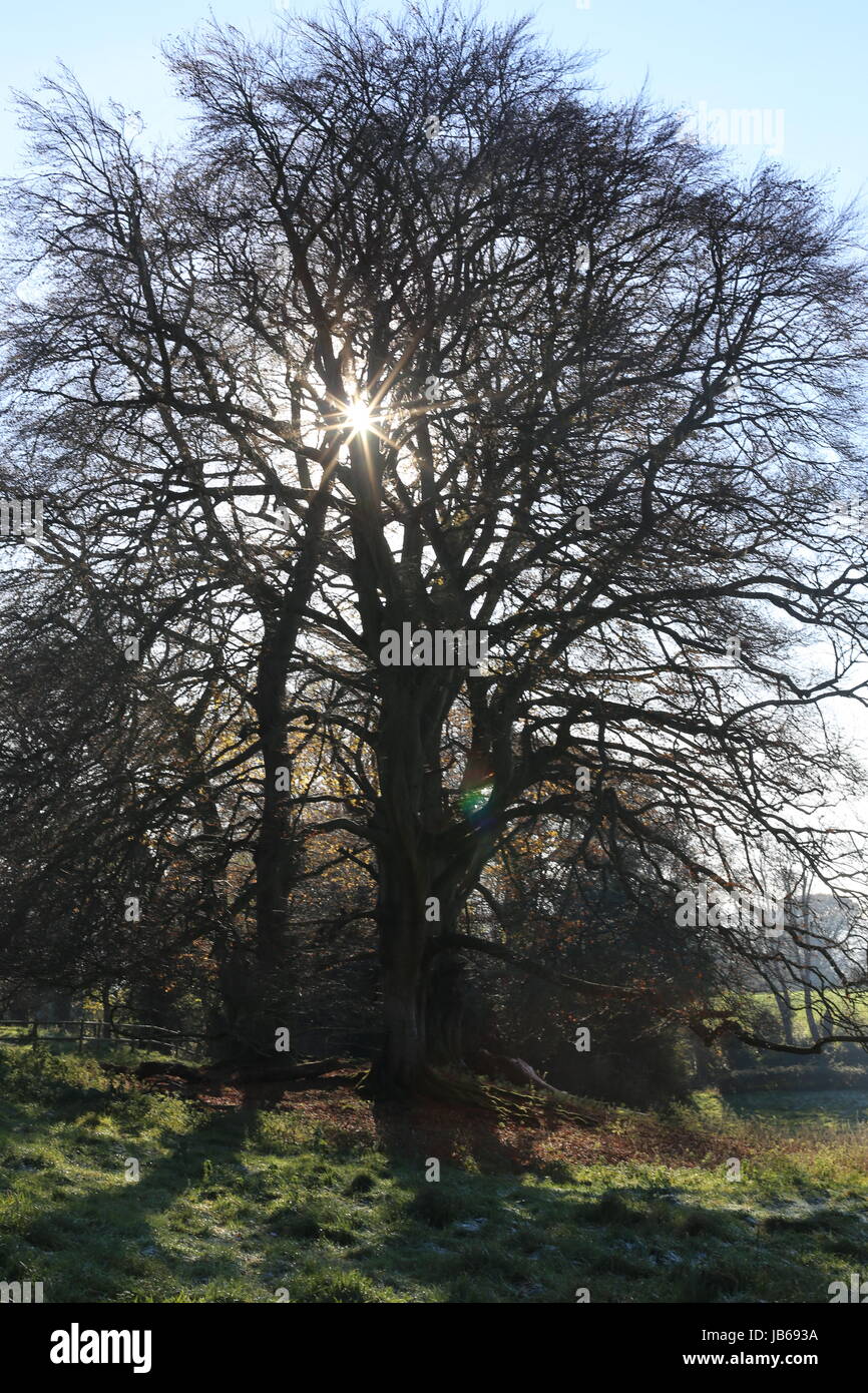 Beautiful back-llt tree with shafts of sun light Stock Photo