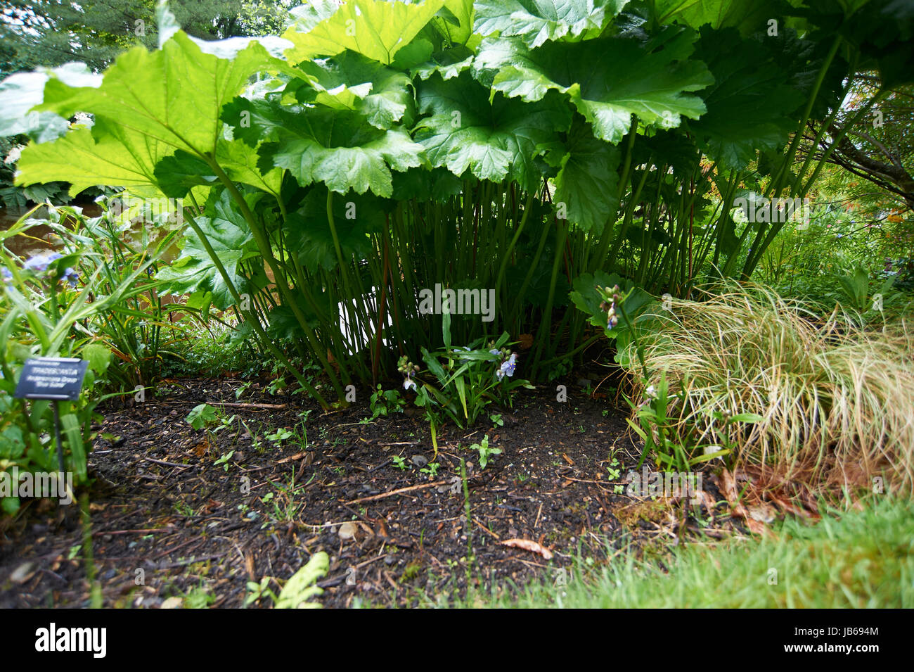 Gunnera manicata Chilean Giant rhubarb Stock Photo