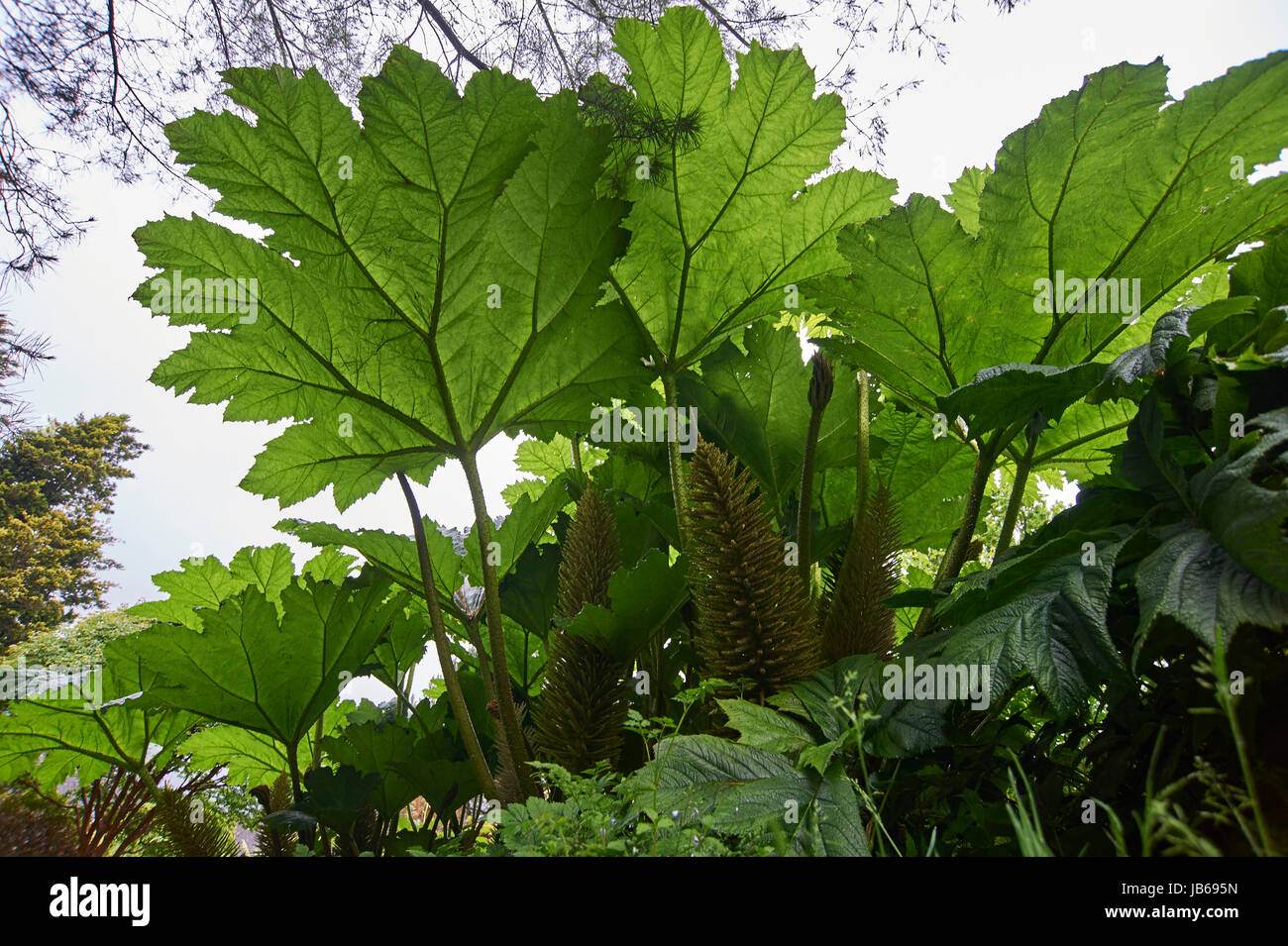 Gunnera manicata Chilean Giant rhubarb Stock Photo