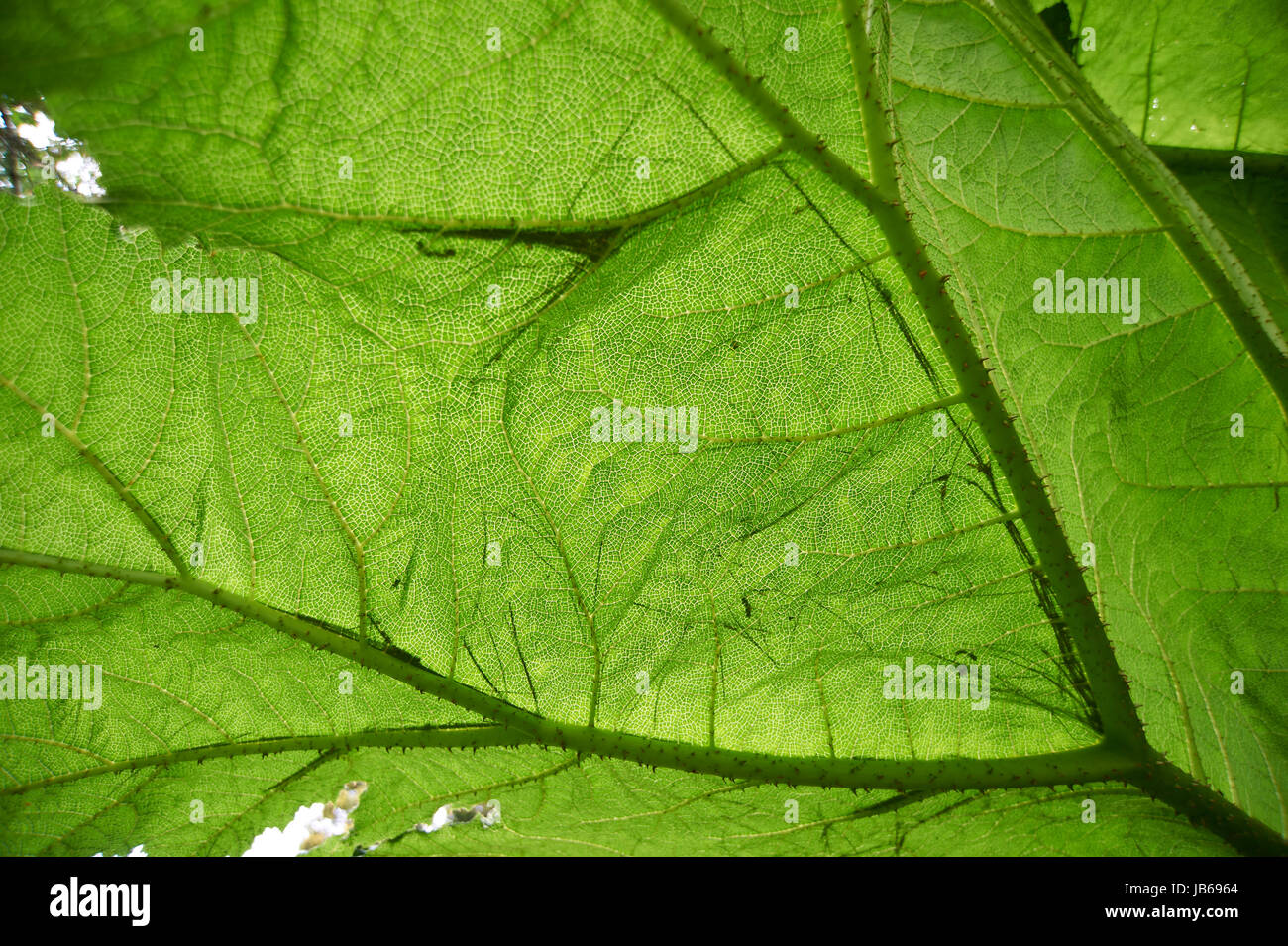Close up of Gunnera manicata Leaf  (Chilean rhubarb) Stock Photo