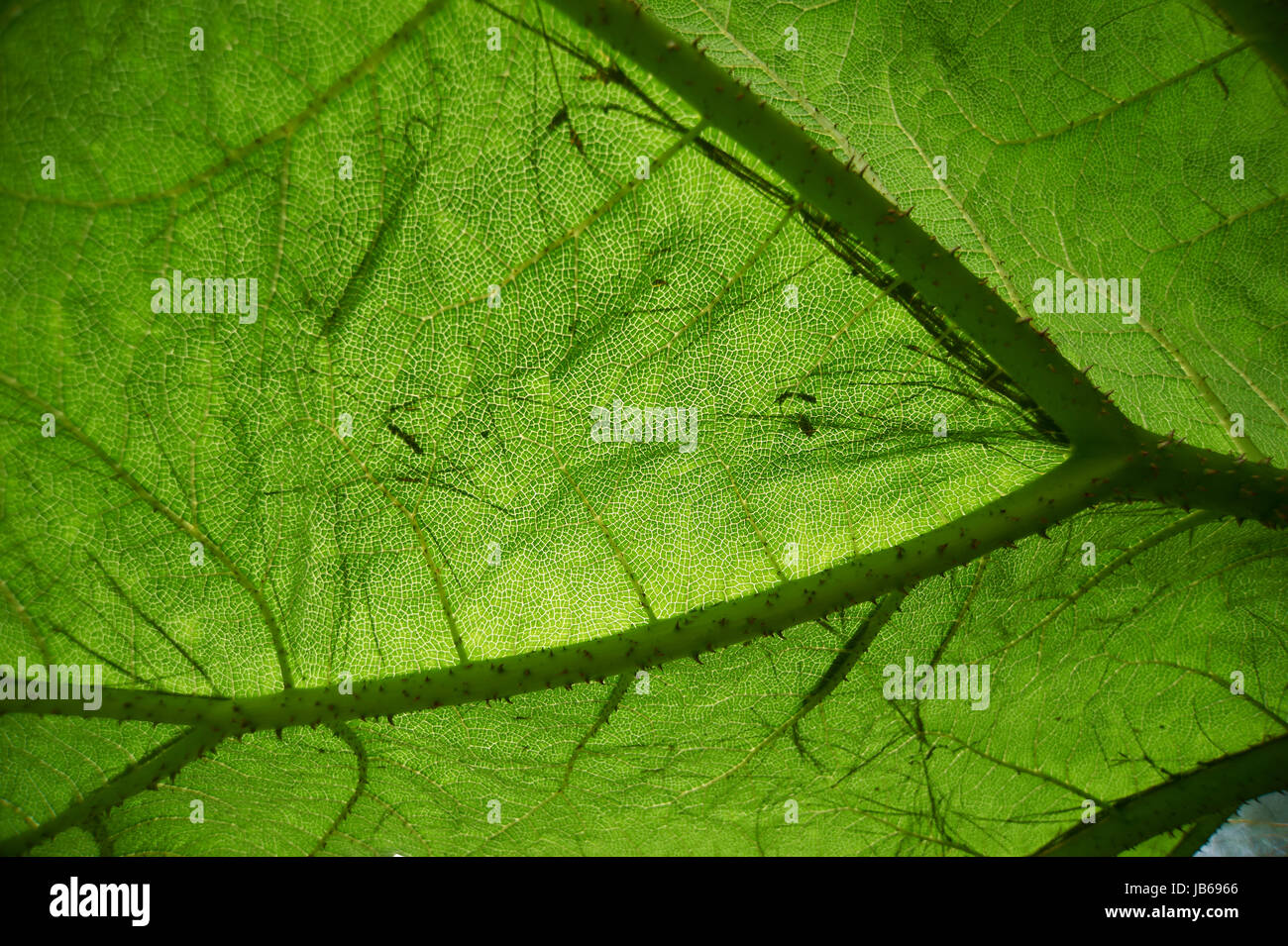 Close up of Gunnera manicata Leaf  (Chilean rhubarb) Stock Photo