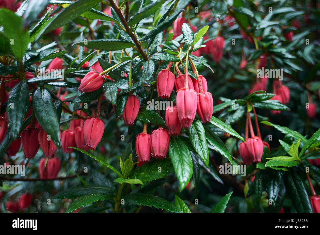 Crinodendron hookerianum Chilean lantern tree Stock Photo