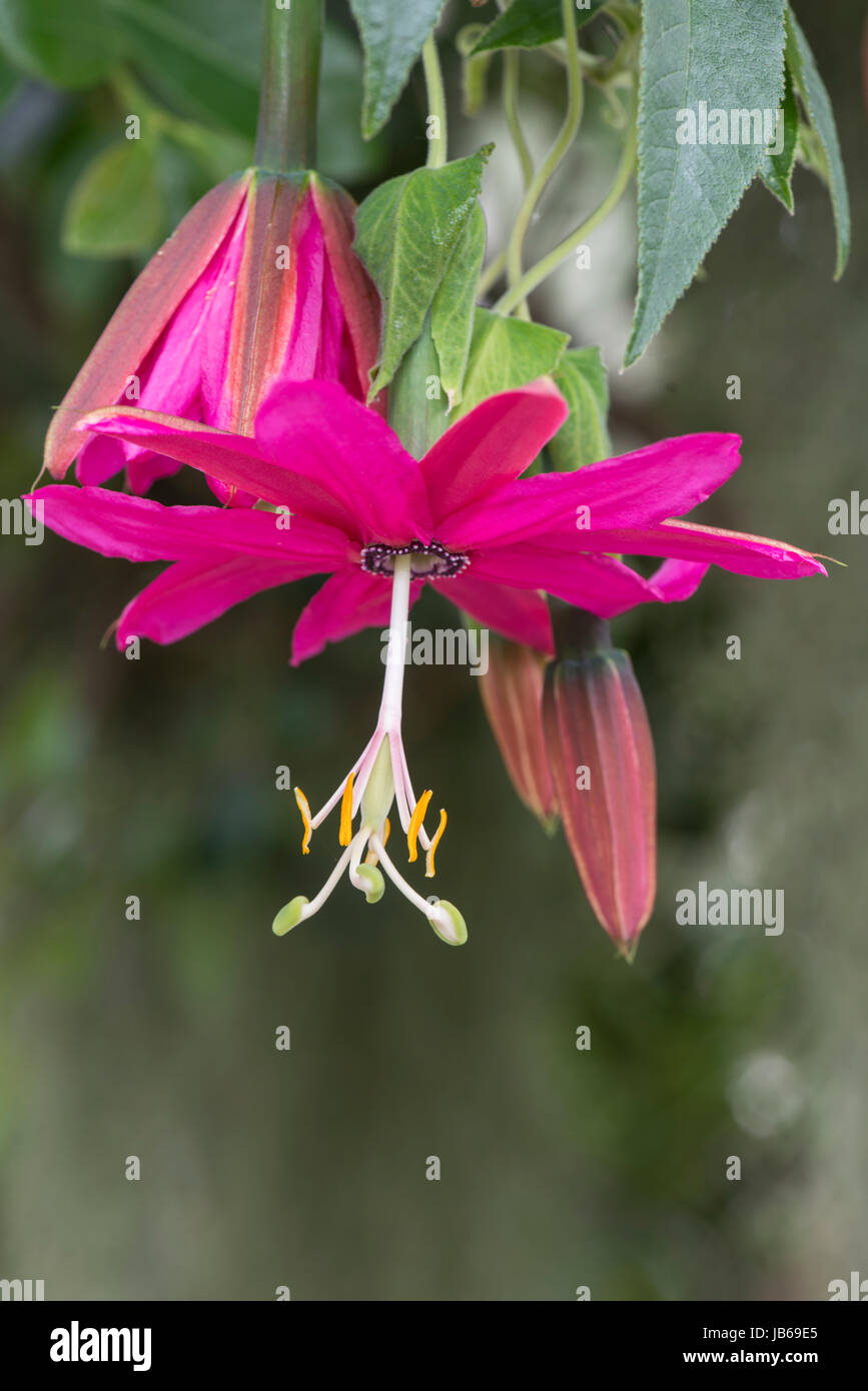 Passion Flower Passiflora tarminiana Stock Photo Alamy