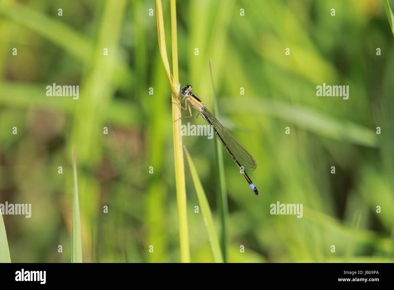 A pretty blue dragonfly on a leaf in the wild Stock Photo - Alamy