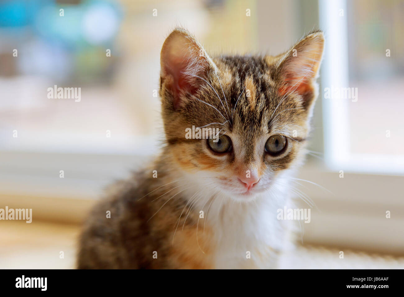 Cute orange kitten photographed with a specialty lens to get a soft dreamy effect. Stock Photo