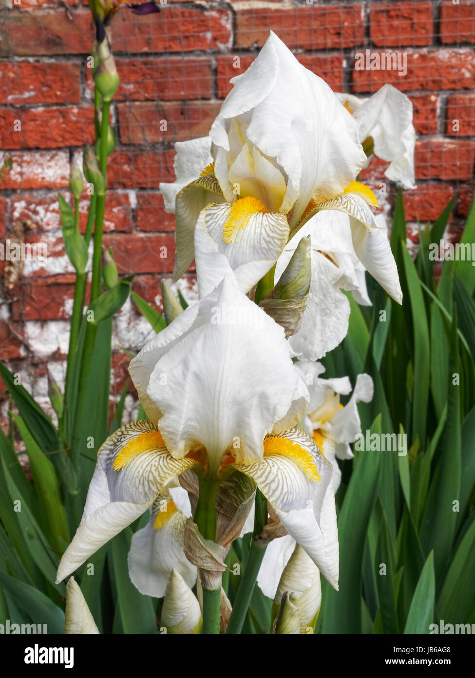 Spring Madness iris flowers in full bloom growing in a garden against