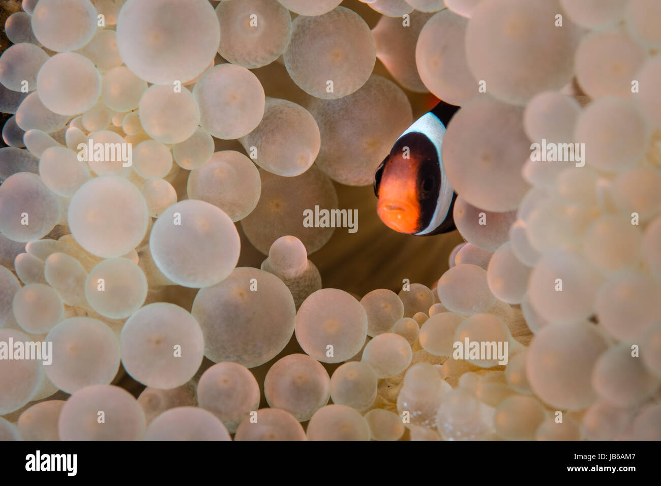 A young False clownfish lives in an anemone in Komodo, Indonesia. This region harbors high marine biodiversity and is a popular vacation area. Stock Photo