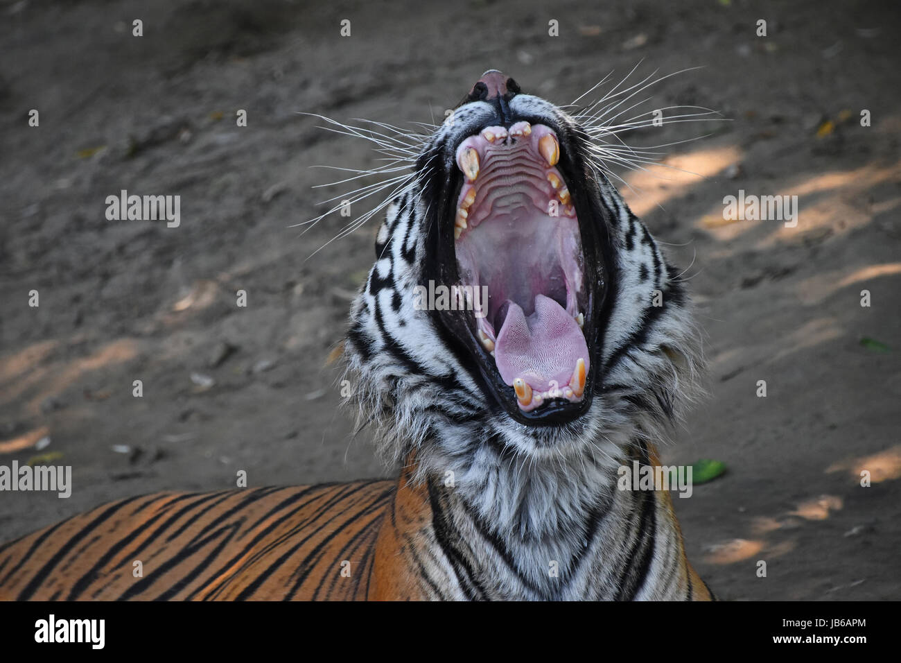 Close up portrait of Sumatran tiger (Panthera tigris sumatrae) yawning Stock Photo