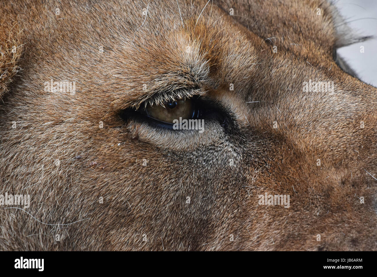 Extreme detailed close up profile portrait of female African lioness eye looking away Stock Photo