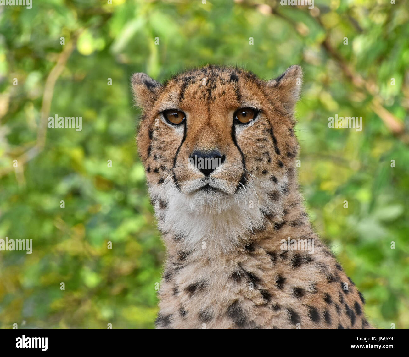 Close up portrait of cheetah (Acinonyx jubatus) looking at camera over green summer background, low angle view Stock Photo