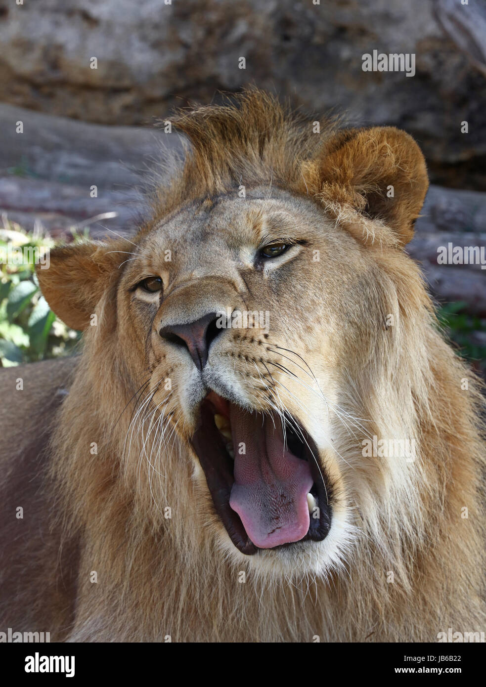 Male african lion roar hi-res stock photography and images - Alamy