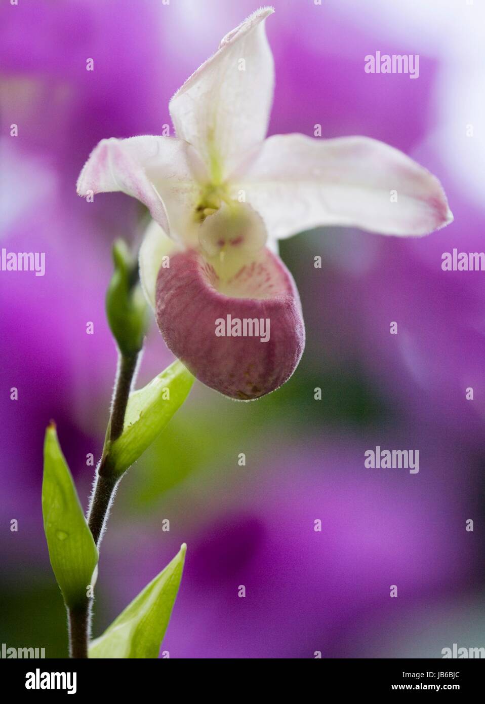 Phragmipedium orchid hybrid. Stock Photo