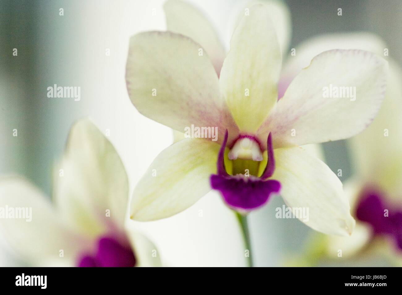 White and purple lip dendrobium orchid. Stock Photo