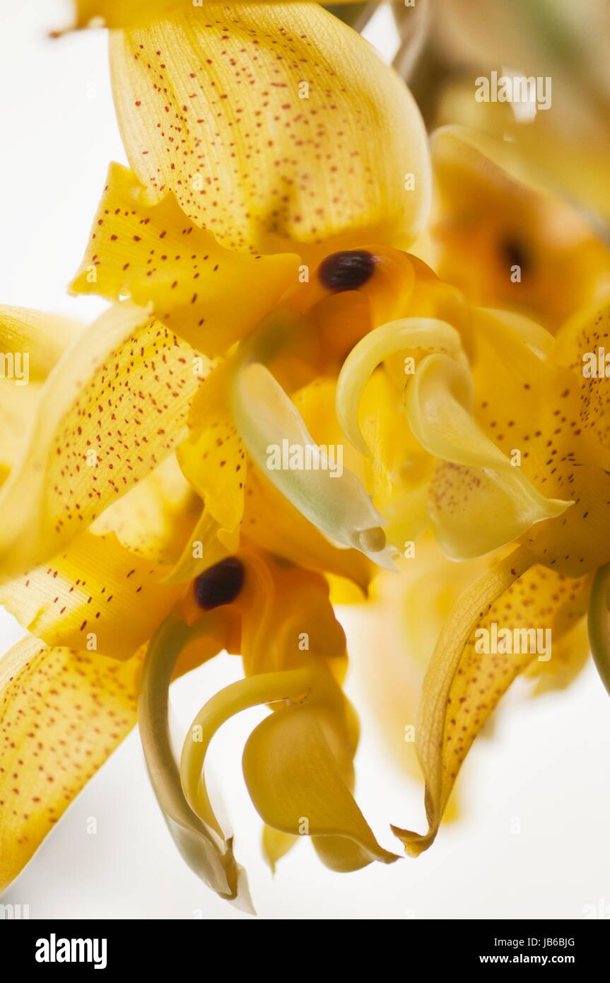 Stanhopea orchid flowers. Stock Photo