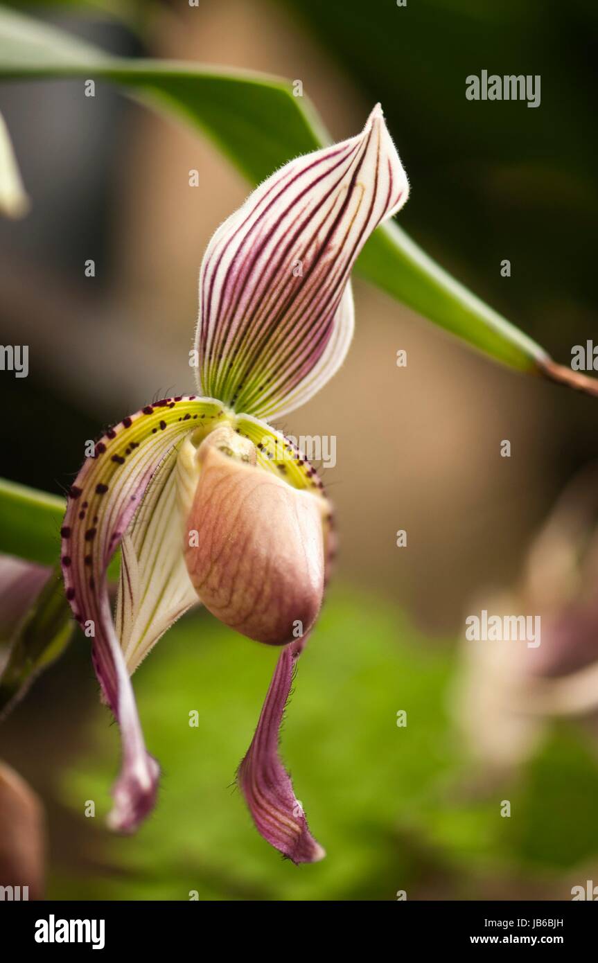 Paphiopedilum orchid hybrid. Stock Photo