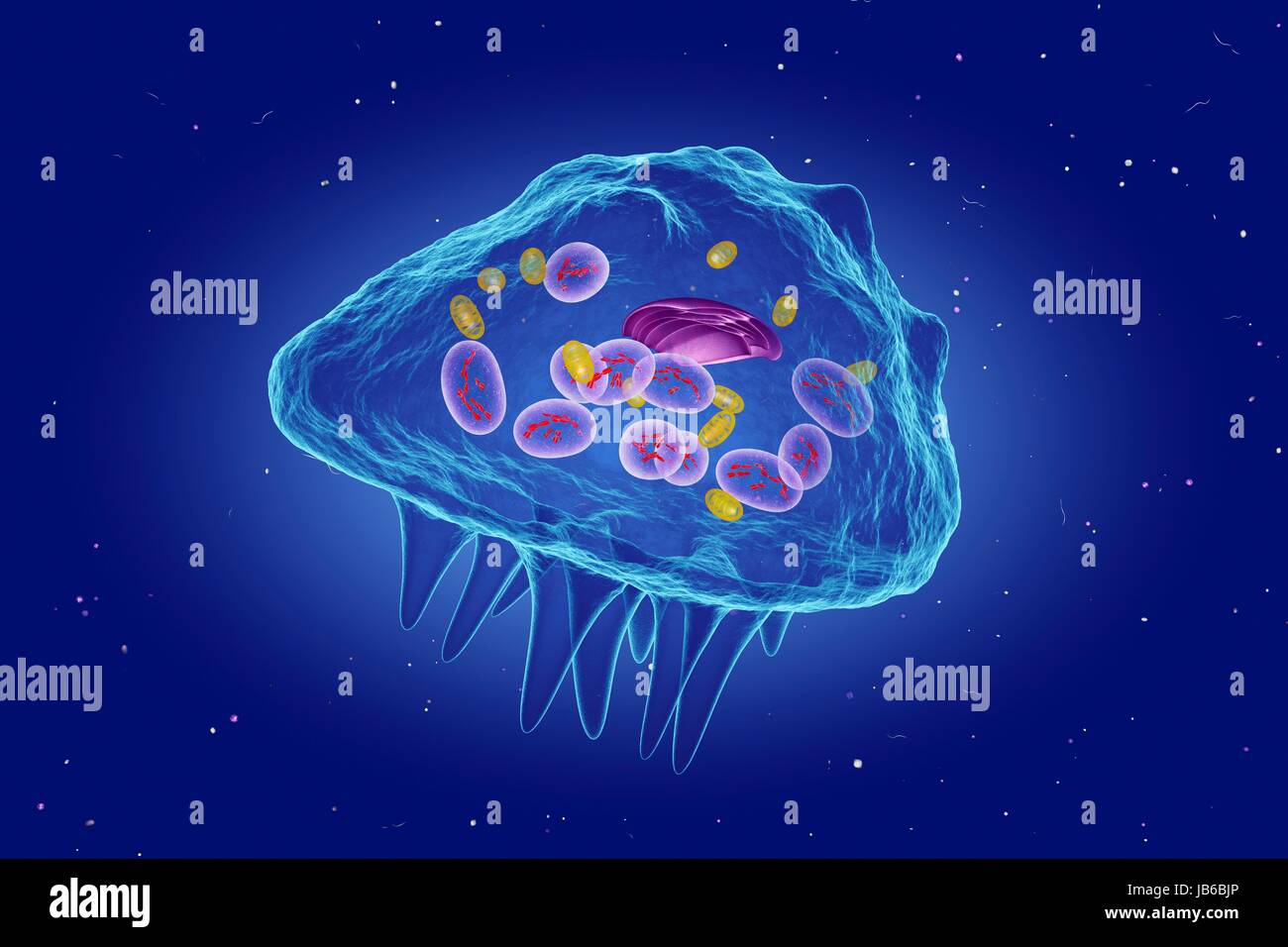 Osteoclast cell hi-res stock photography and images - Alamy
