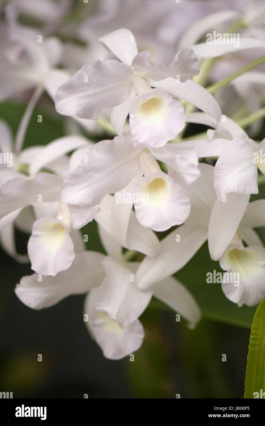 White orchid (Cattleya bowringiana alba) flowers. Stock Photo