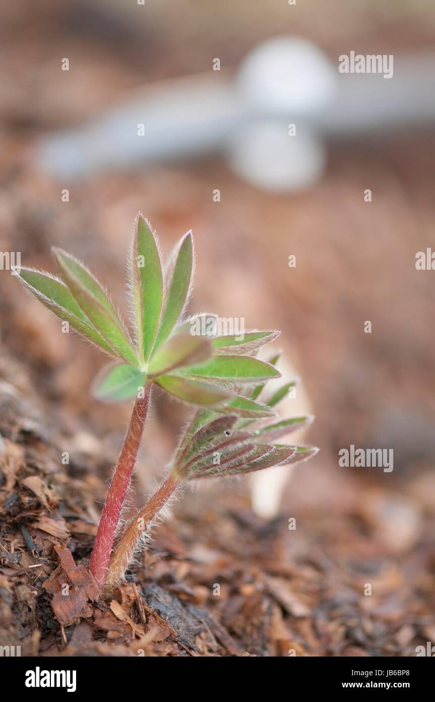 Young lupin (Lupinus sp.) plant. Stock Photo