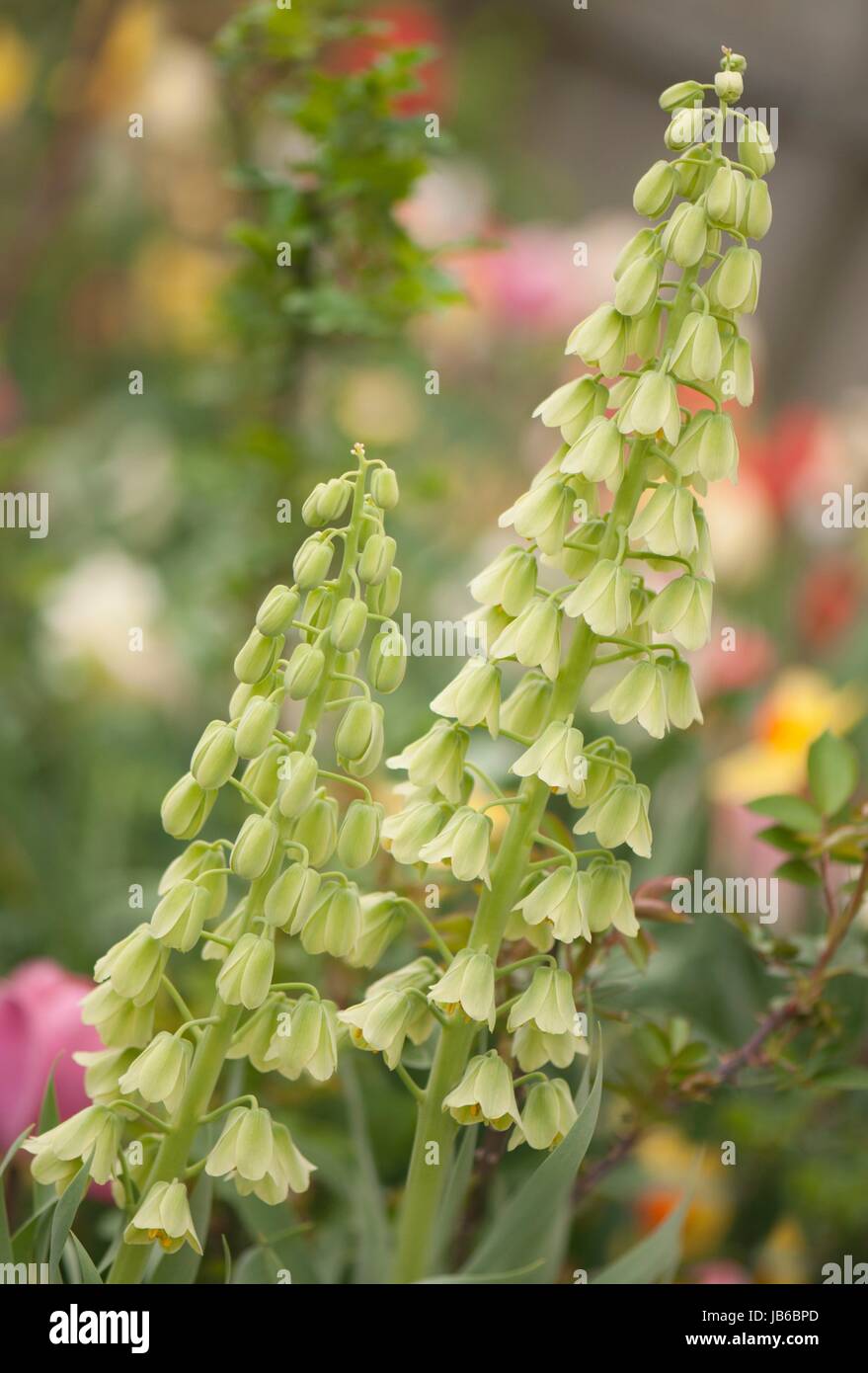 Fritillaria persica 'Ivory Bells'. Stock Photo