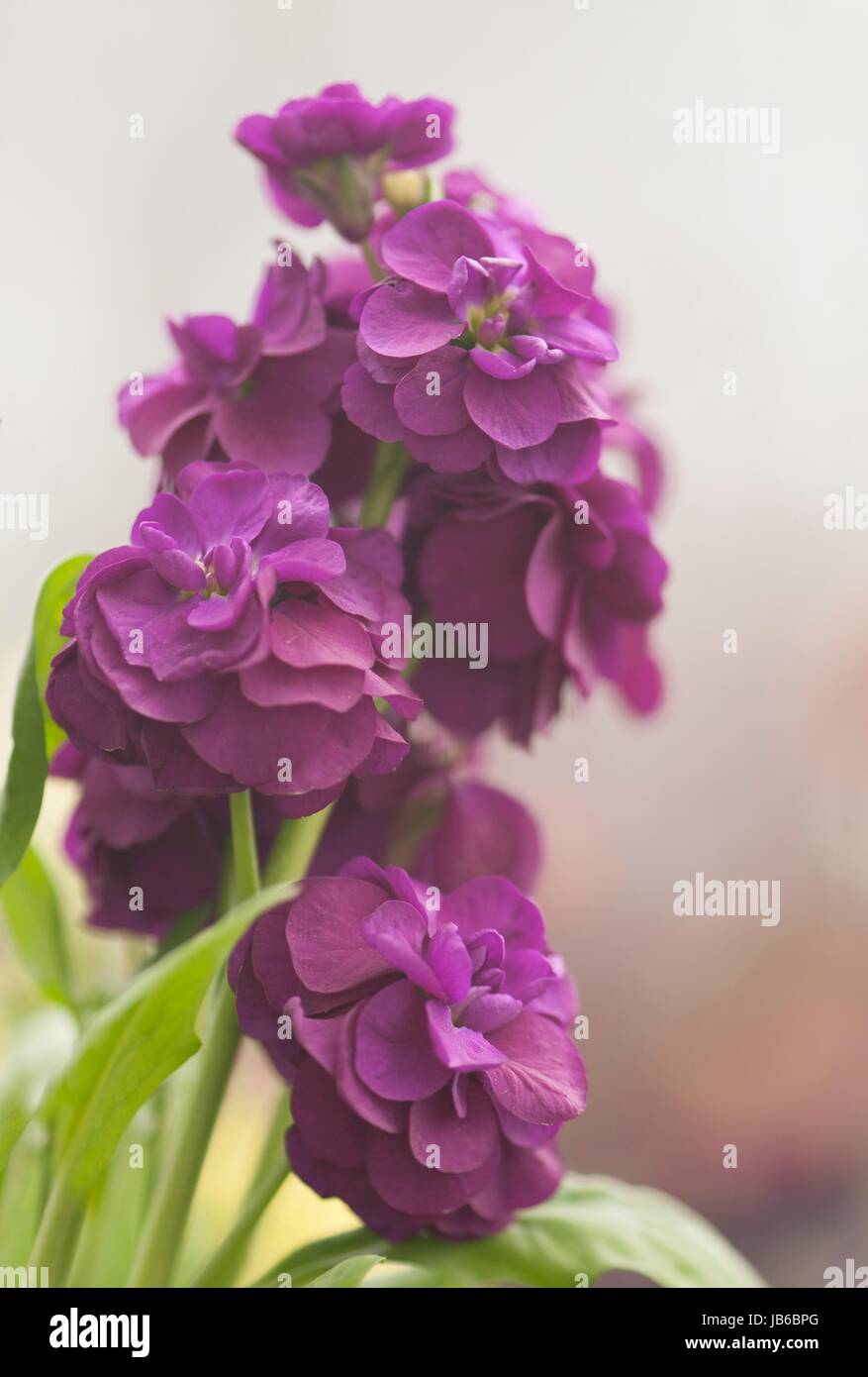 Purple stock (Matthiola incana) flowers. Stock Photo