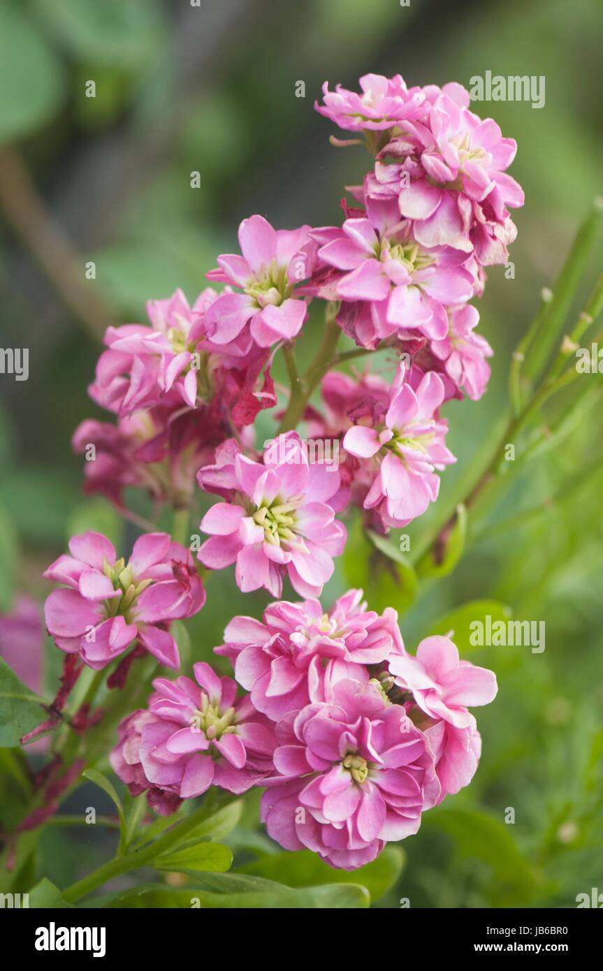 Pink stock (Matthiola incana) flowers. Stock Photo