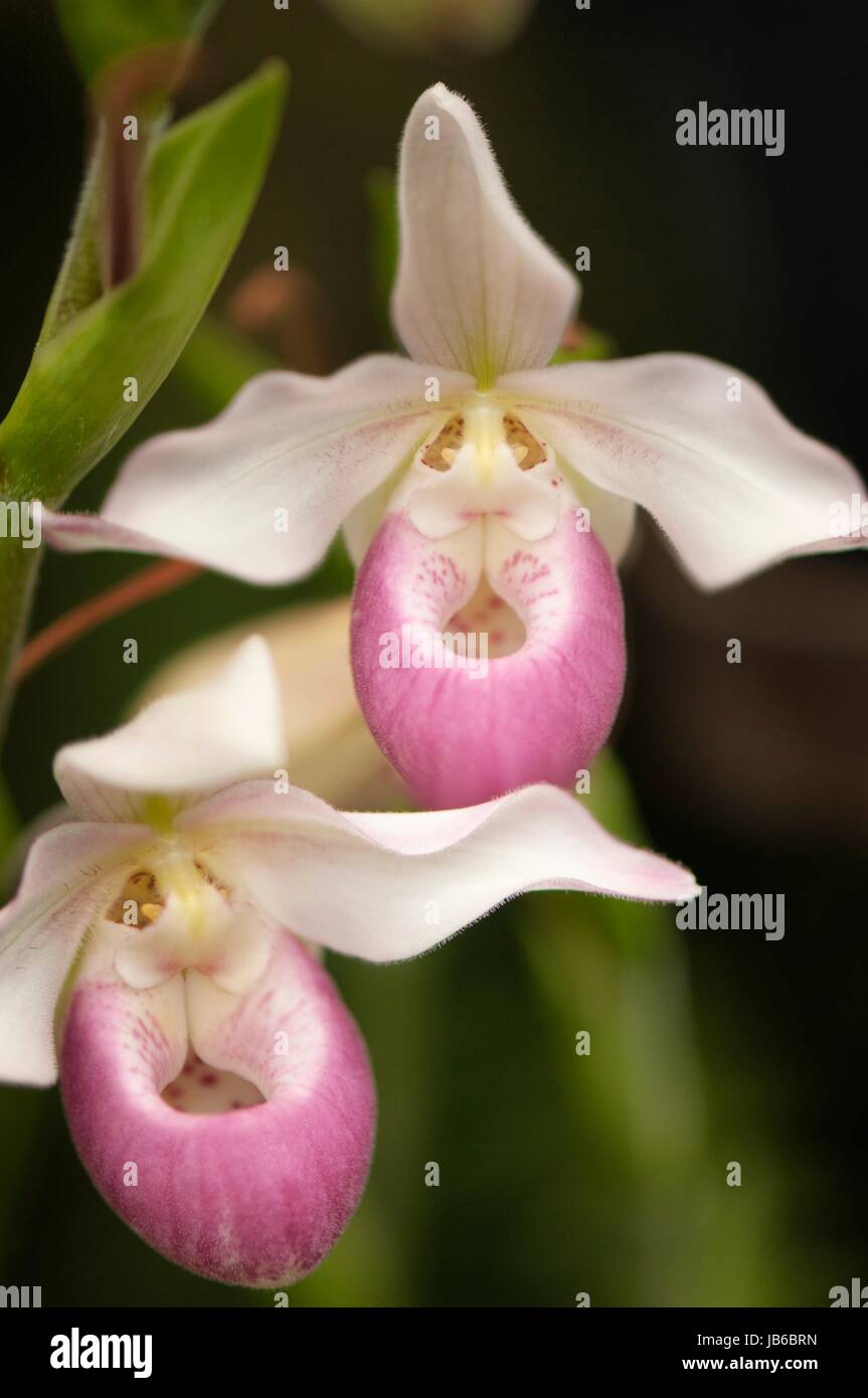 Phragmipedium orchid hybrid. Stock Photo