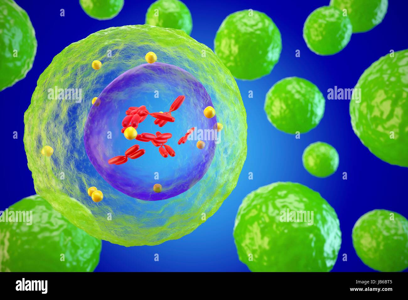 Lymphocyte white blood cell, illustration Stock Photo Alamy