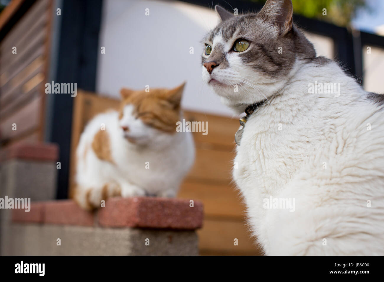 Two  cats in a residential neighborhood setting; one looking off, the other relaxing in the background with eyes closed. Stock Photo